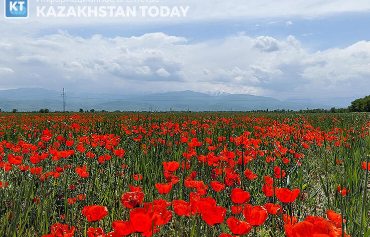 The beauty of spring fields in Almaty region