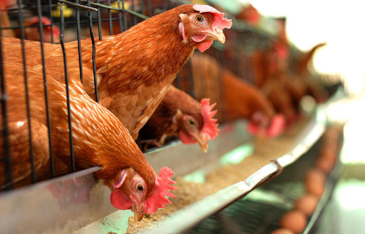 Kazakhstan lowers dependence on poultry imports – Agriculture Minister