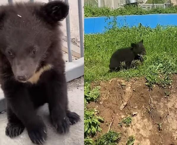 В зоопарке родились медвежата