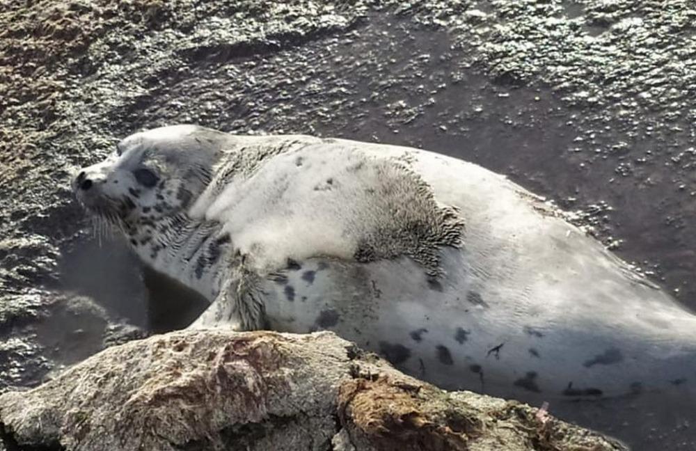 Natural reservation for Caspian seals to be created