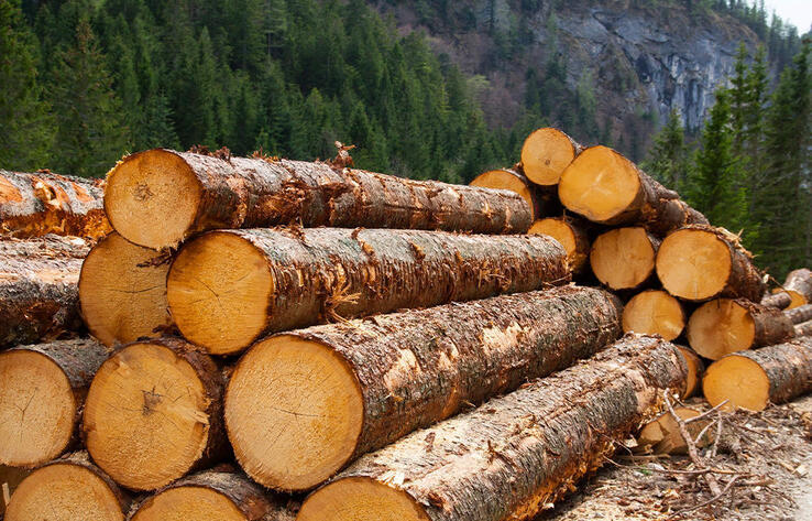 Kazakhstan bans export of certain types of timber