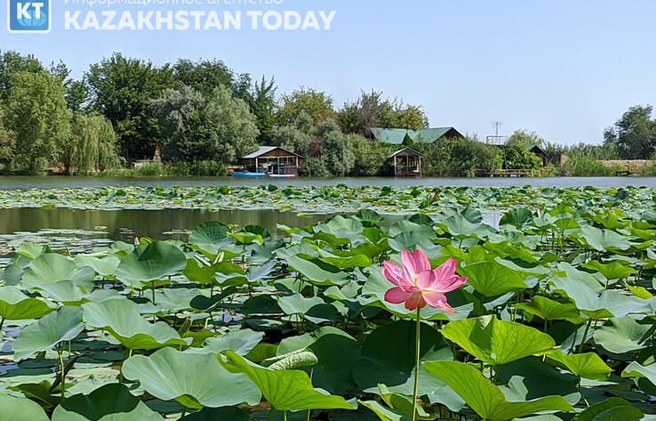 Lotus paradise: the oldest flower bloomed in Almaty