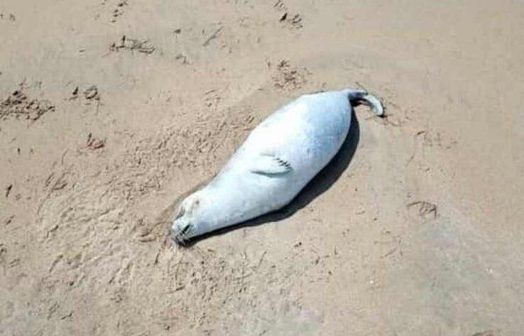 Ecology Ministry announces cause of mass die-off of Caspian seals