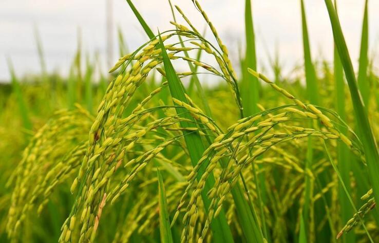 Farmers fear losing half of wheat crop in Akmola and Kostanay rgns