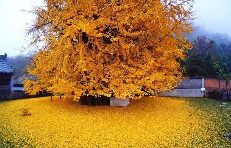 Incredible 1400-year-old Ginkgo tree