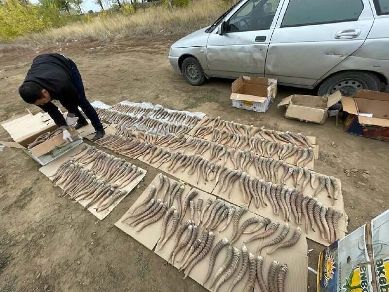 В Актюбинской области у браконьера изъяли более 900 сайгачьих рогов