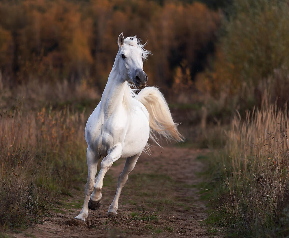 Күзгі түстер. Сурет: 35photo.pro Copyright by Yulia Stukalova