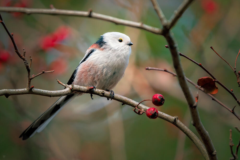 Colors of autumn. Images | 35photo.pro Copyright by Wojciech Grzanka