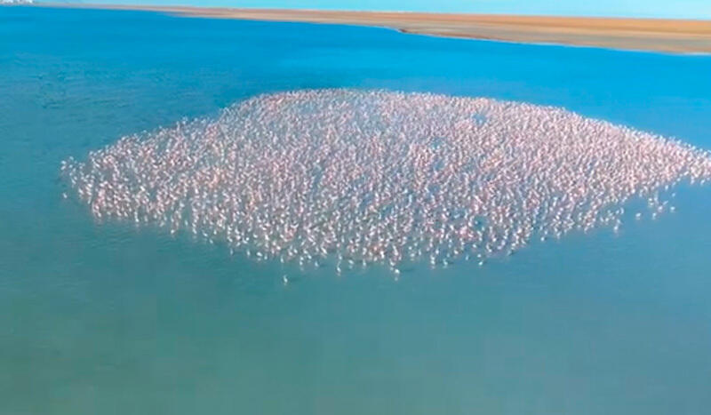 Aktau Blogger Spots Pink Flamingos
