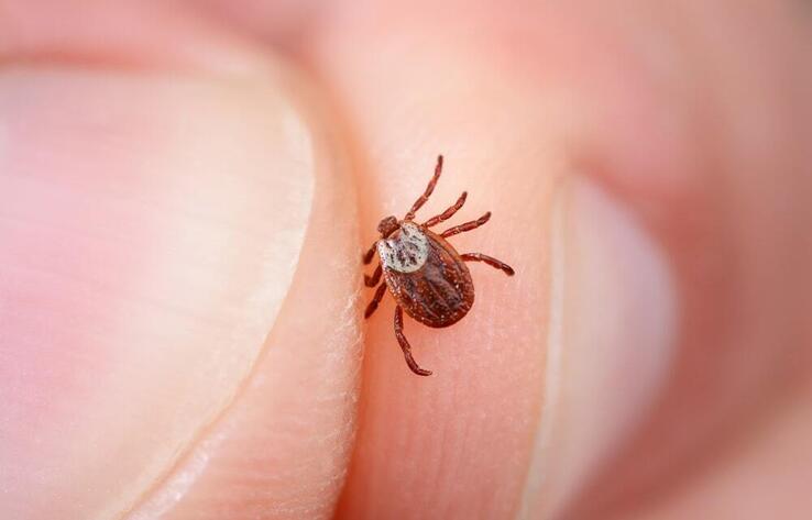 Over 420 tick bite cases recorded in Zhambyl region