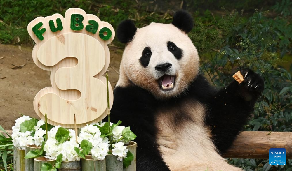 Giant panda celebrates 3rd birthday in Yongin, South Korea. Images | Xinhua