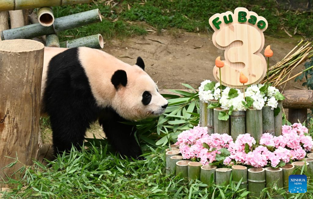 Giant panda celebrates 3rd birthday in Yongin, South Korea. Images | Xinhua