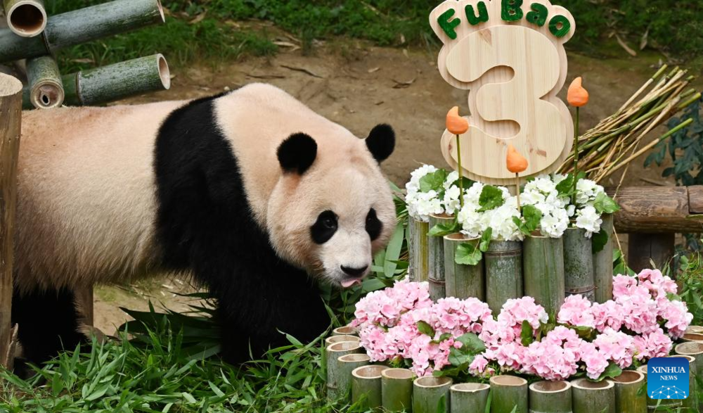 Giant panda celebrates 3rd birthday in Yongin, South Korea. Images | Xinhua