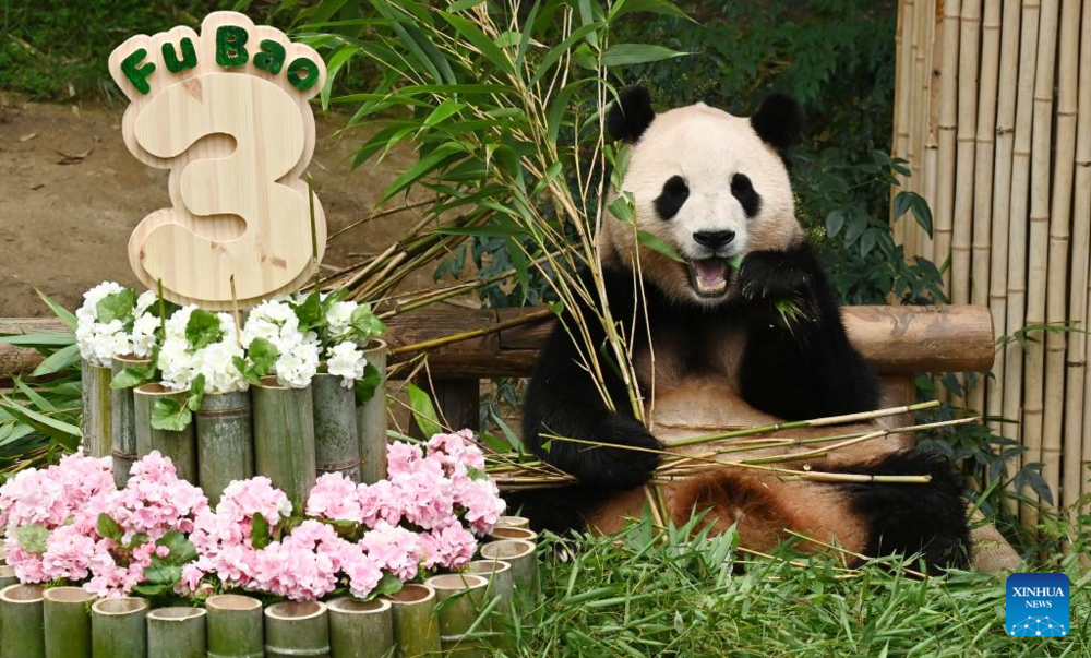 Giant panda celebrates 3rd birthday in Yongin, South Korea. Images | Xinhua