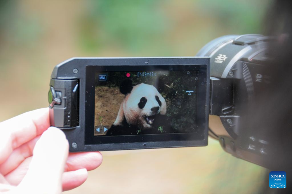 Giant panda celebrates 3rd birthday in Yongin, South Korea. Images | Xinhua