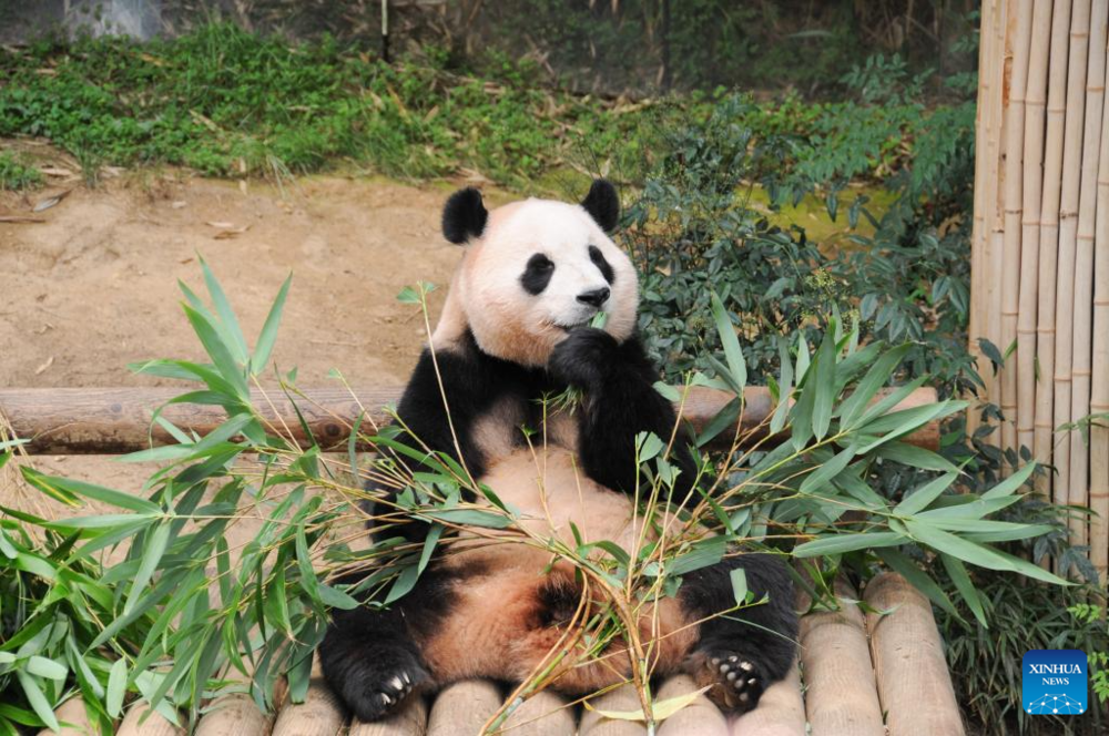 Giant panda celebrates 3rd birthday in Yongin, South Korea. Images | Xinhua