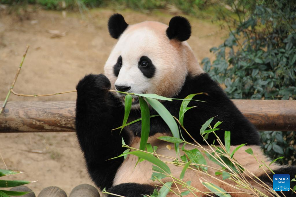 Giant panda celebrates 3rd birthday in Yongin, South Korea. Images | Xinhua