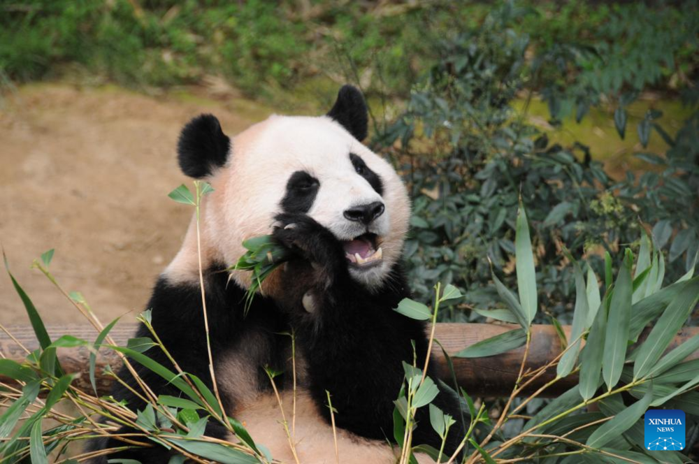 Giant panda celebrates 3rd birthday in Yongin, South Korea. Images | Xinhua