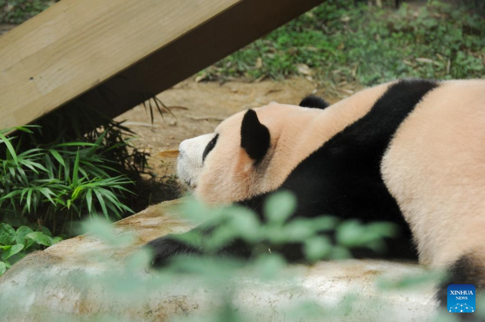 Giant panda celebrates 3rd birthday in Yongin, South Korea. Images | Xinhua