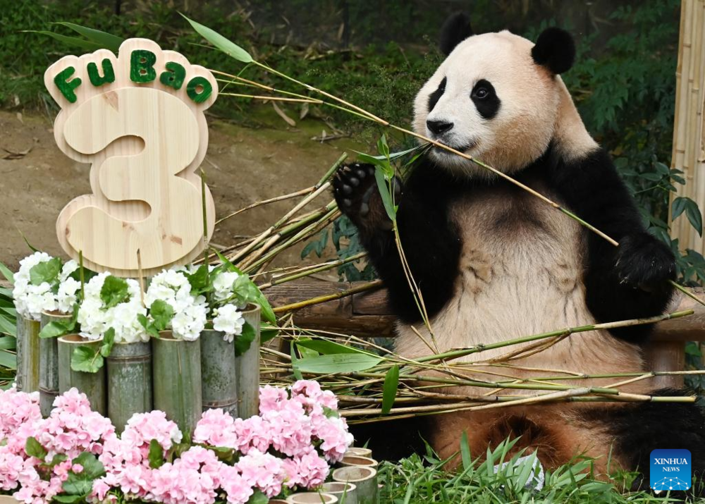 Giant panda celebrates 3rd birthday in Yongin, South Korea. Images | Xinhua