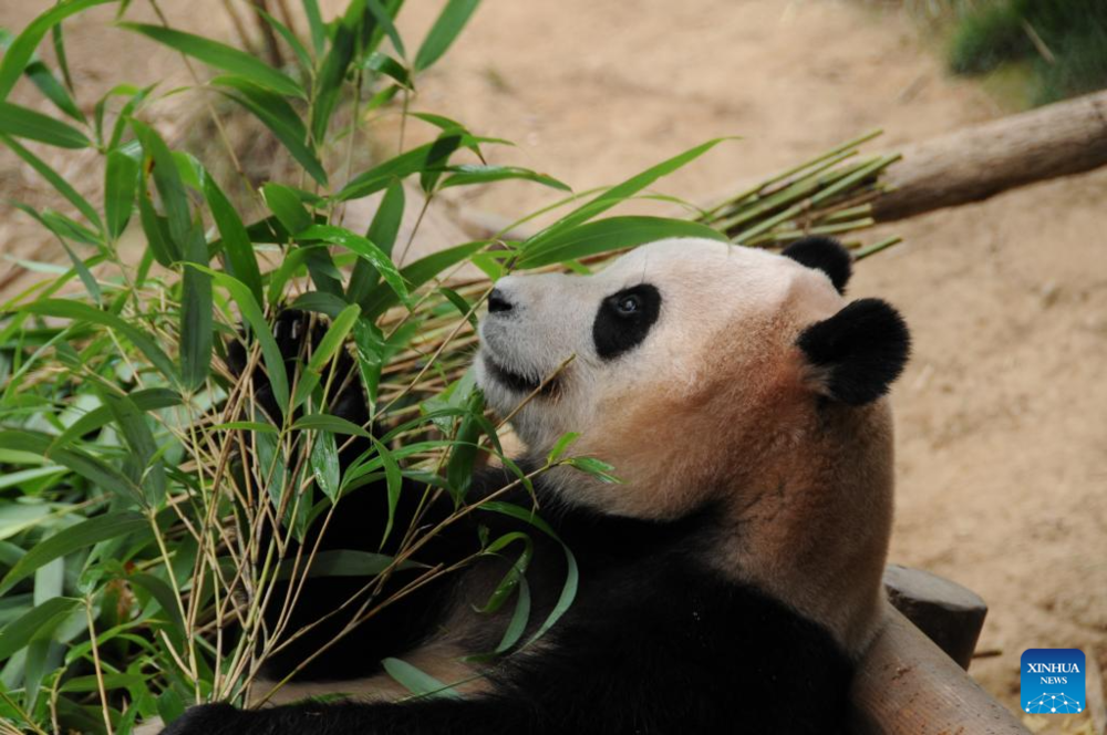 Giant panda celebrates 3rd birthday in Yongin, South Korea. Images | Xinhua