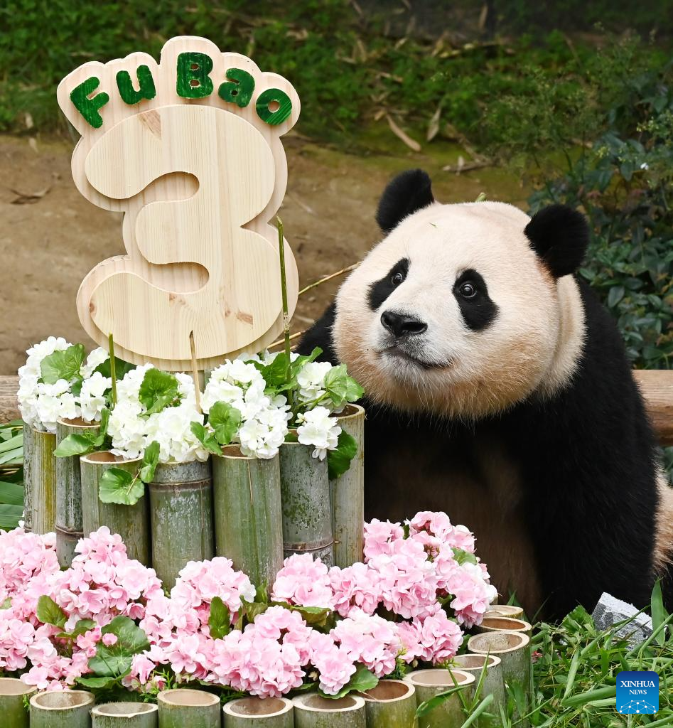 Giant panda celebrates 3rd birthday in Yongin, South Korea. Images | Xinhua