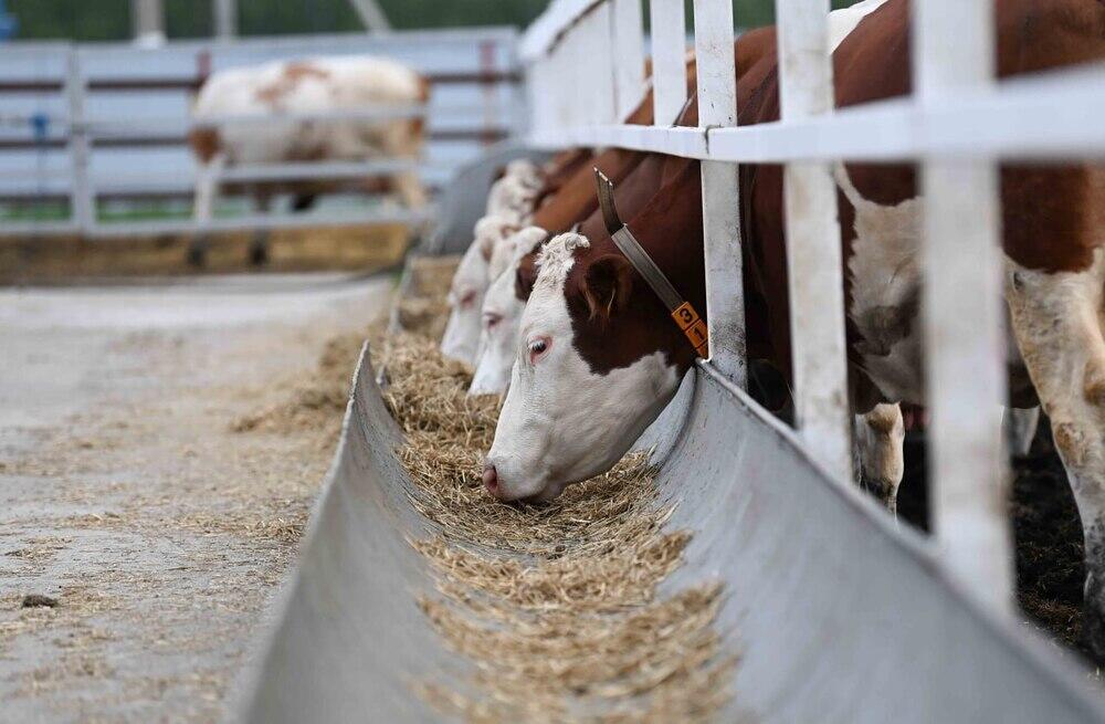 Akmola region to build 7 commercial dairy farms in 2023