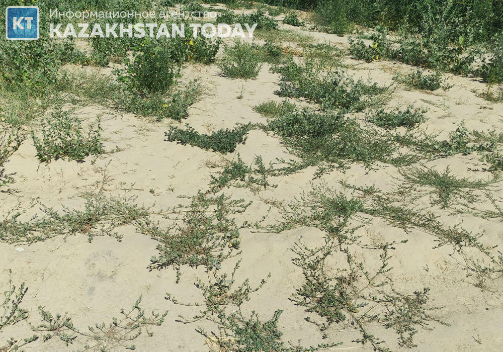 Drought-affected Kazakhstan farmers to cover costs, accelerate subsidy payments and extend loan terms