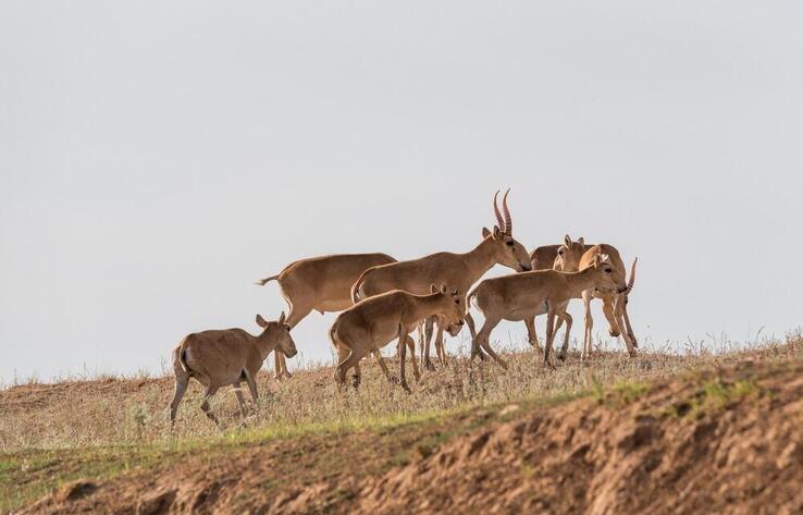 Saiga population set to reach 2.6mln in Kazakhstan