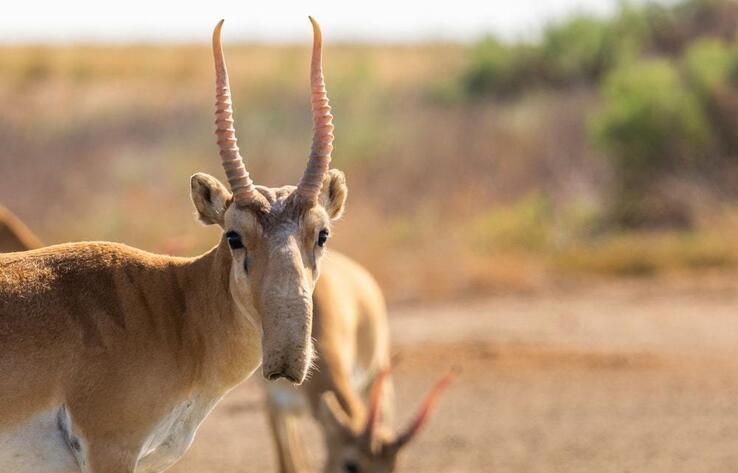 West Kazakhstan to start selling saiga meat