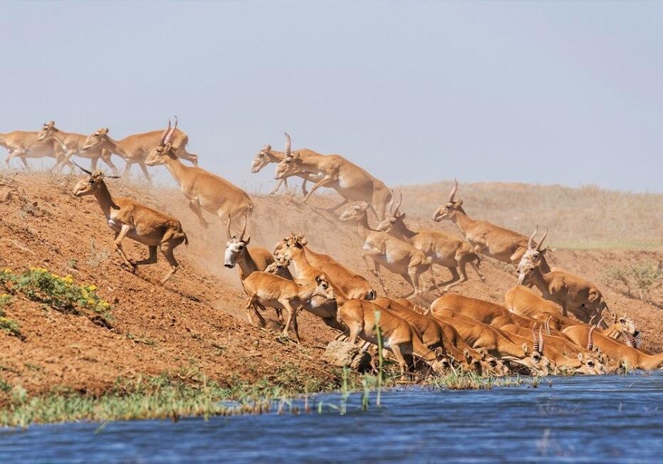 Meat processing plants to sell seized saiga meat