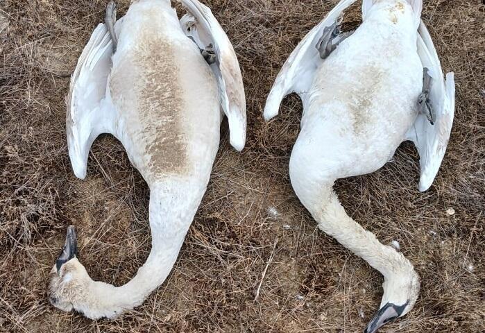 Mass die-off of swans in Mangistau region linked to sewage dumping by hotel