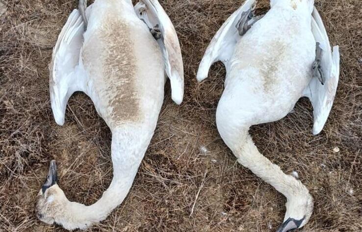 Mass die-off of swans in Mangistau region linked to sewage dumping by hotel