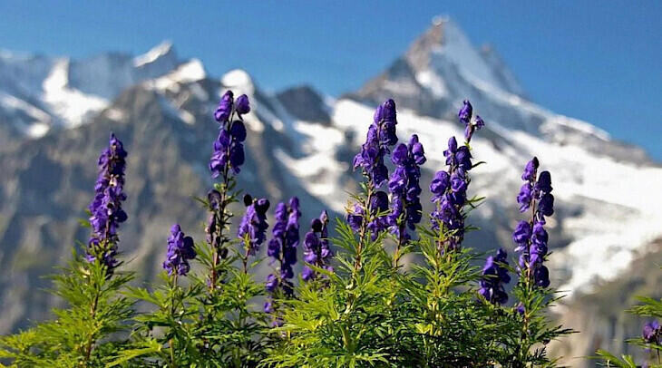 Kyrgyzstan bans collection of number of plants, including aconite