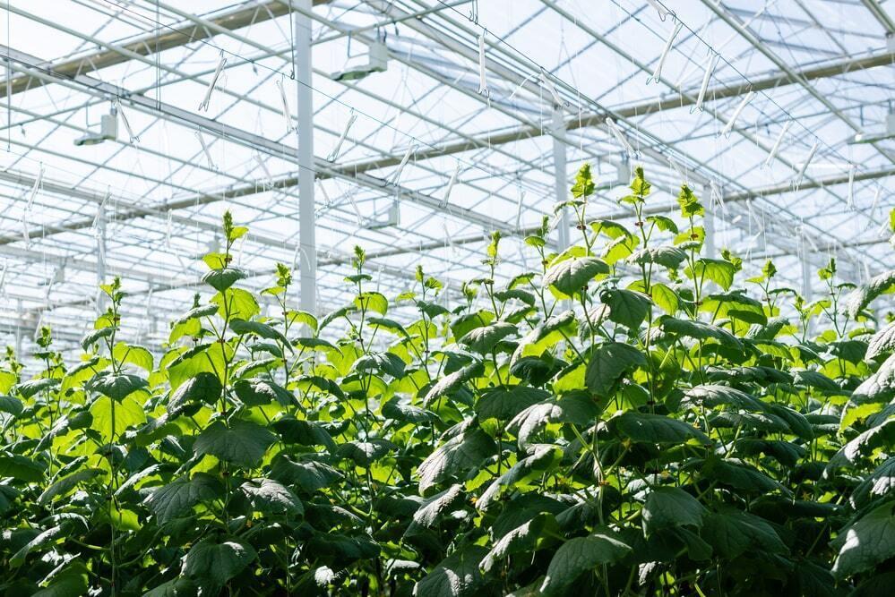 Kazakhstan builds greenhouse set to become the largest in the world