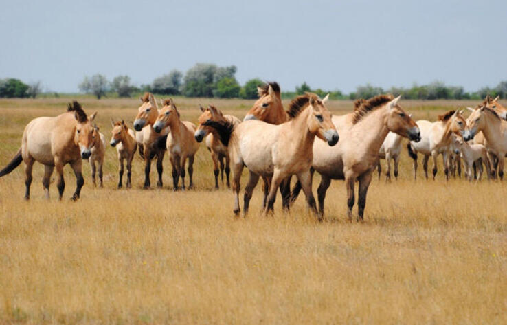 Первая партия лошадей Пржевальского прибыла в Костанайскую область


