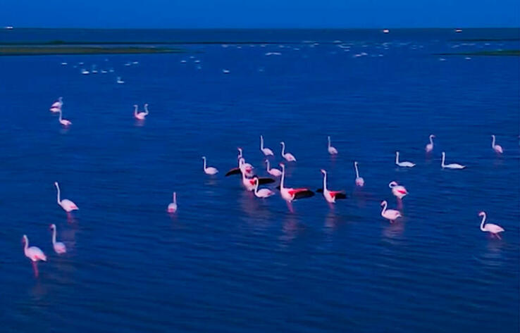 Pink flamingos flew to Sadyrbai village