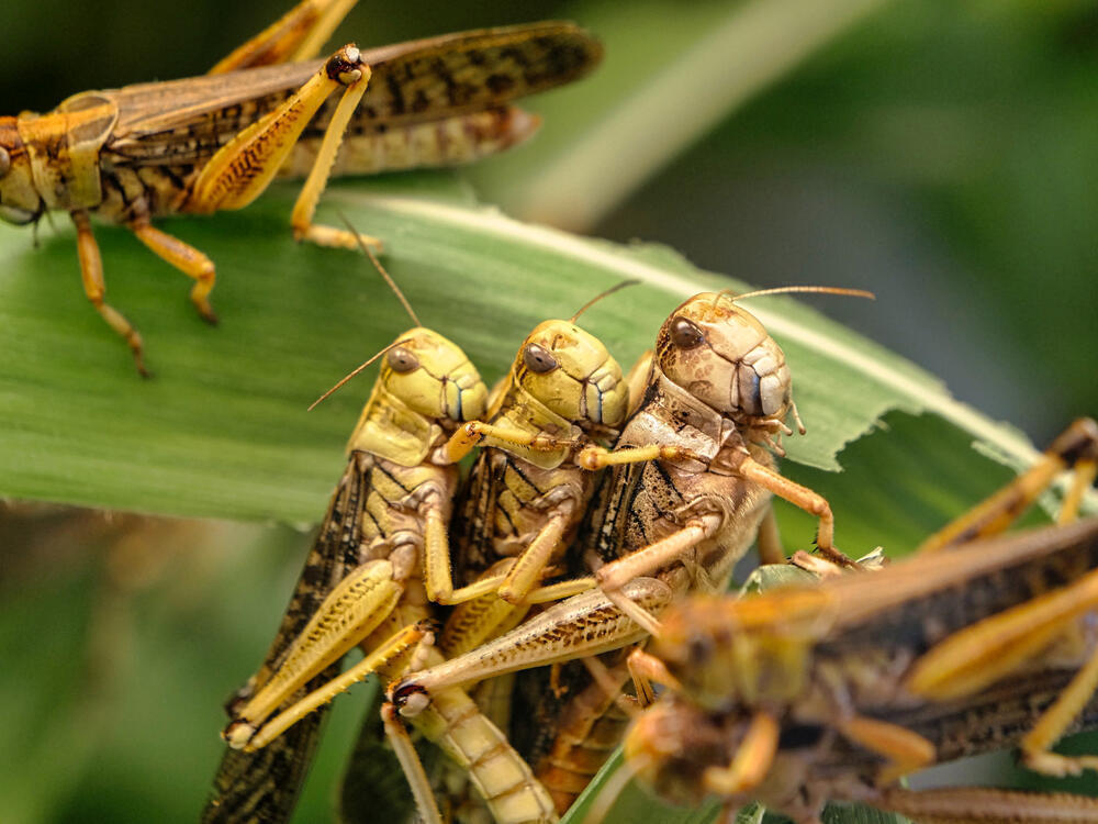 Agriculture Ministry works around the clock to prevent locust spread in Kazakhstan