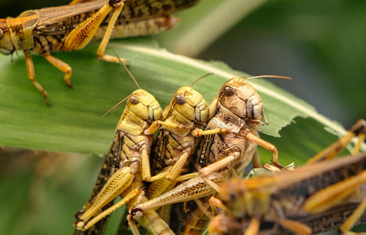 Agriculture Ministry works around the clock to prevent locust spread in Kazakhstan