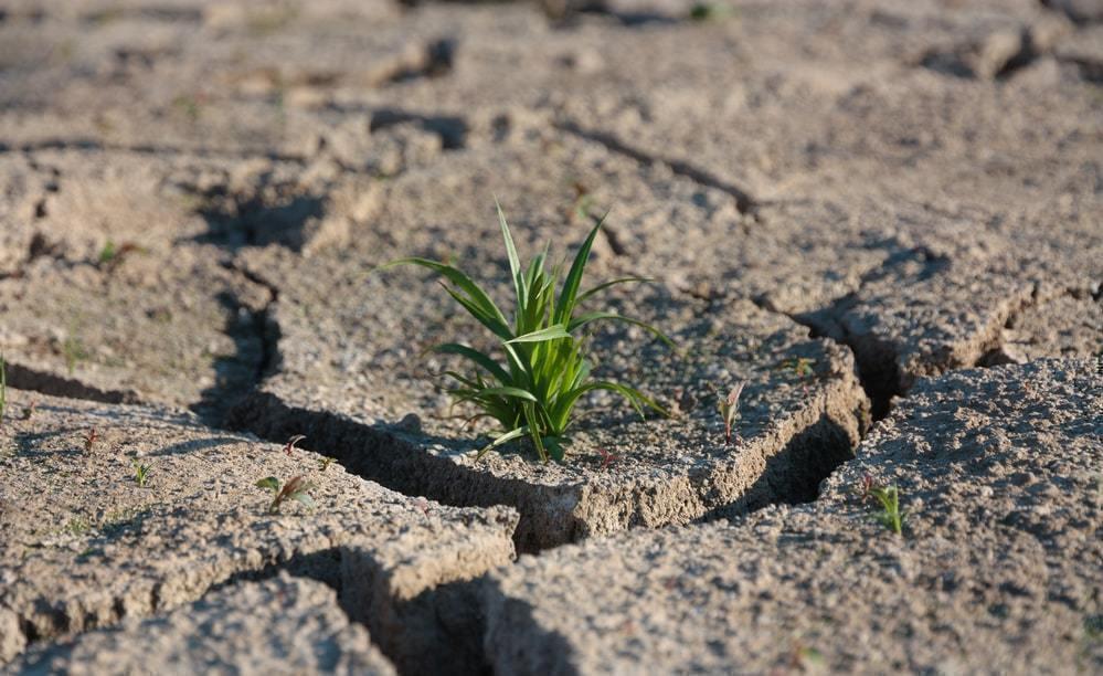 Засуху в пяти регионах Казахстана прогнозируют синоптики