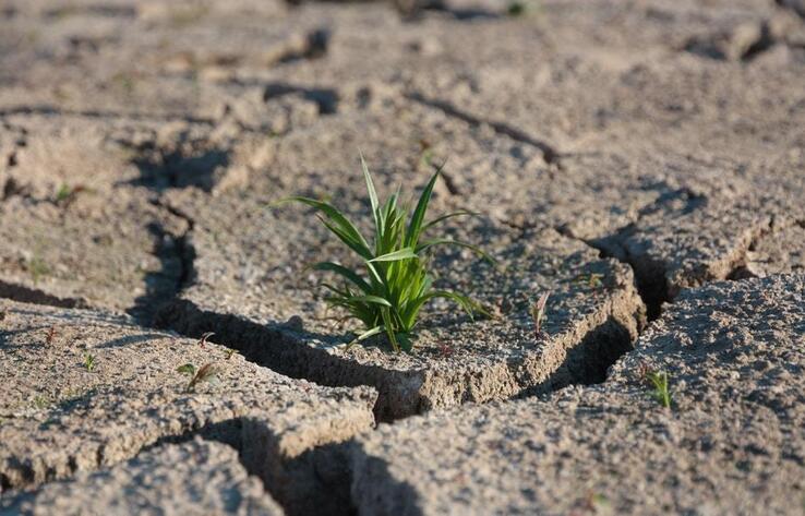 Засуху в пяти регионах Казахстана прогнозируют синоптики