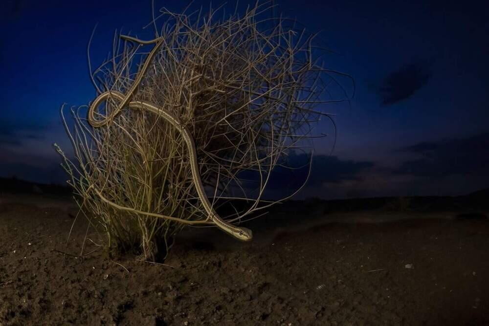 Живой кадр: лучшие фотографии природы. Фото: Лучшей фотографией в категории Пейзажи, водные пейзажи и флора названа Красота пустыни Хема Палана, в центре замаскировалась песчаная змея/BigPicture Photography: Natural World Photography/Hema Palan