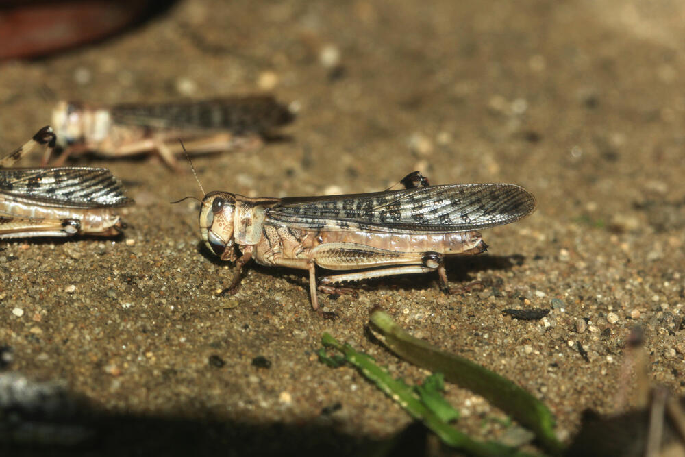 2 million hectares treated against locusts in Kazakhstan