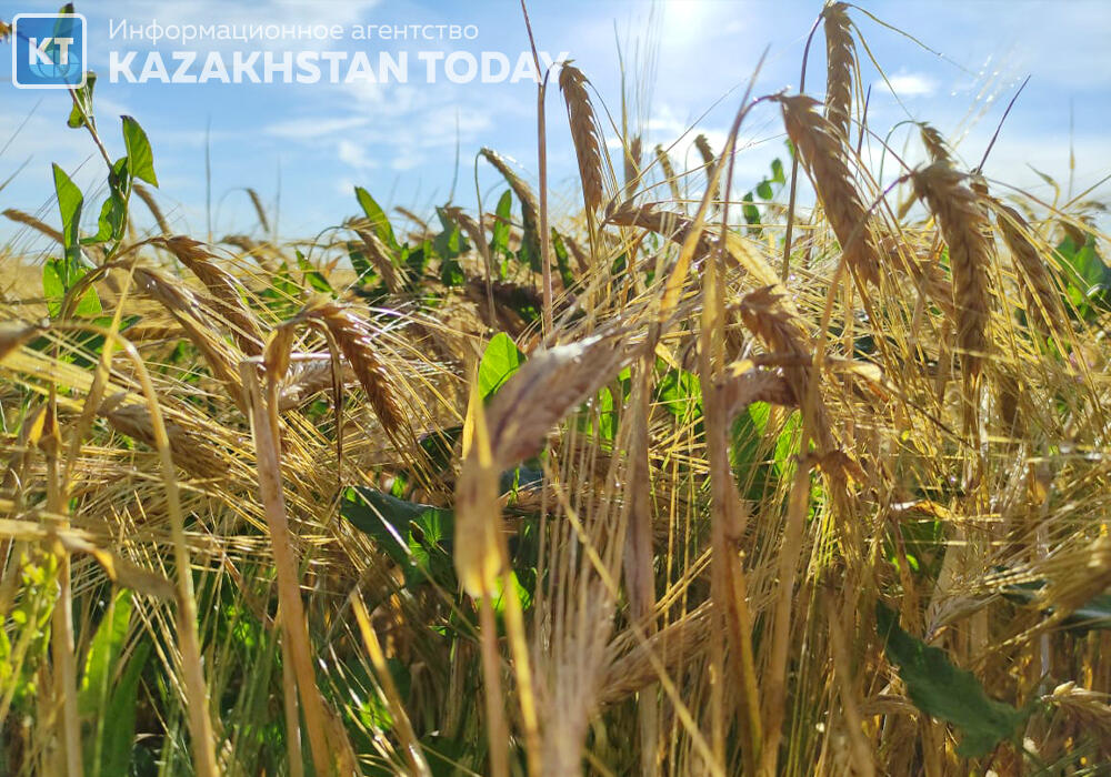 Kazakhstan’s wheat exports to China to hit 2 mln tons