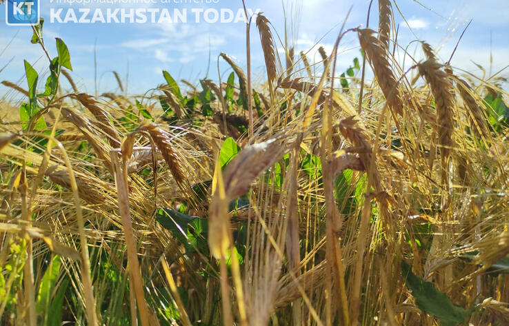 Kazakhstan’s wheat exports to China to hit 2 mln tons
