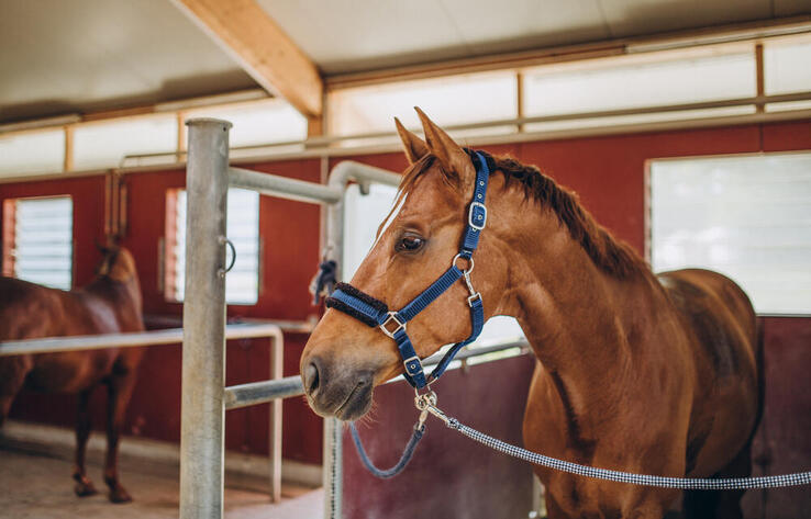 Президент Казахстана подписал поправки по вопросам сохранения отечественных пород лошадей 