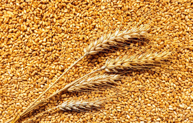 Свыше 2 млн тонн зерна экспортирует Казахстан в Китай в 2024 году