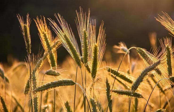 Посевы пшеницы, риса и хлопка сократили в Казахстане 
