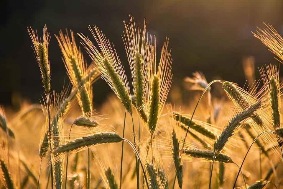 Kazakhstan becomes one of world leaders in wheat harvesting