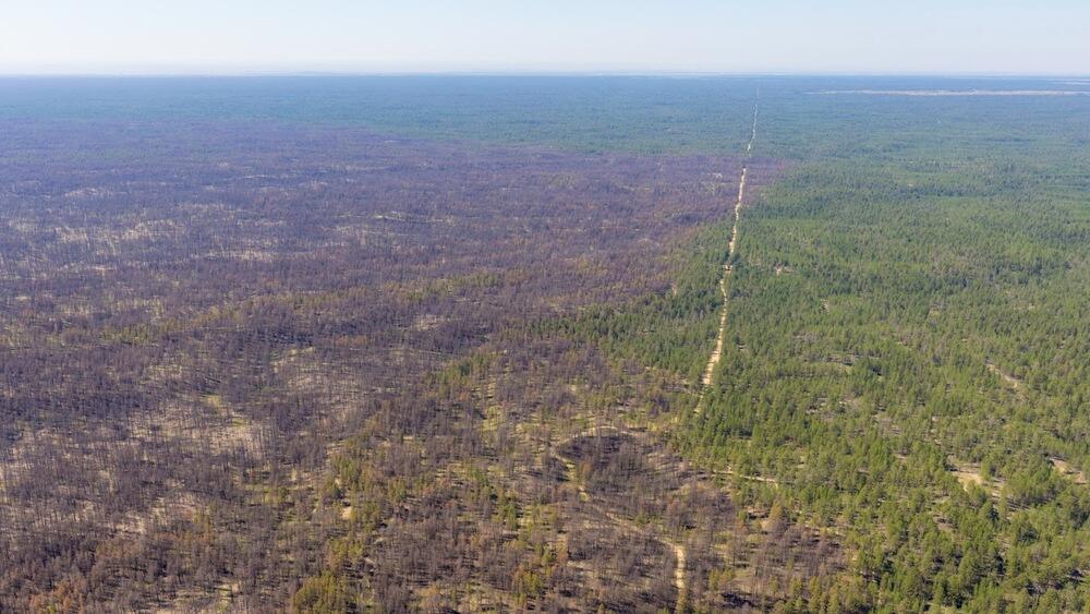 Десятая часть леса в резервате "Семей орманы" потеряна из-за пожаров